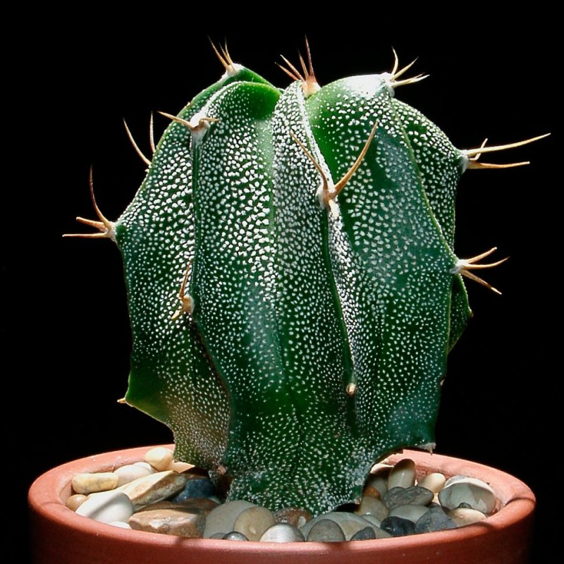 Astrophytum ornatum hybrid