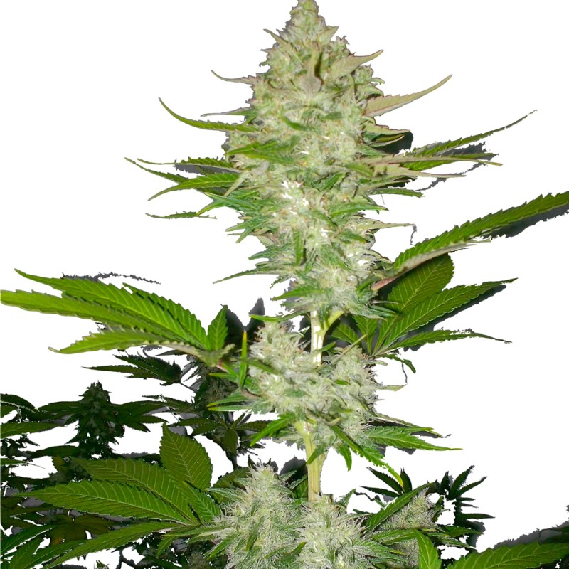 Auto Candy Kush feminised Ganja Seeds - 2 насінини