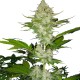 Auto Candy Kush feminised Ganja Seeds - 2 насінини