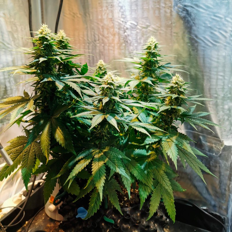 Auto Candy Kush feminised Ganja Seeds - 2 насінини