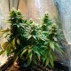 Auto Candy Kush feminised Ganja Seeds - 2 насінини