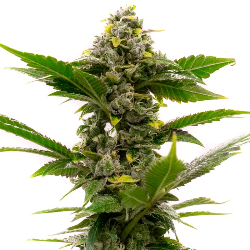 Auto Candy Kush feminised Ganja Seeds - 2 насінини