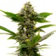 Auto Candy Kush feminised Ganja Seeds - 2 насінини