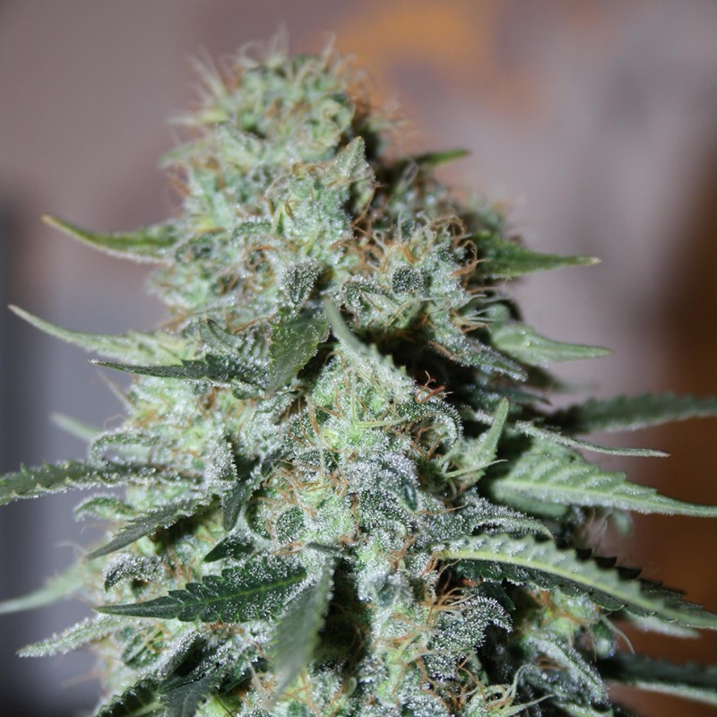 White Widow feminised Ganja Seeds - 4 насінини