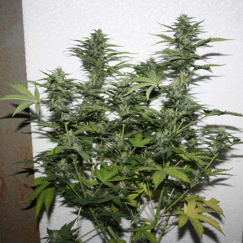 White Widow feminised Ganja Seeds - 4 насінини