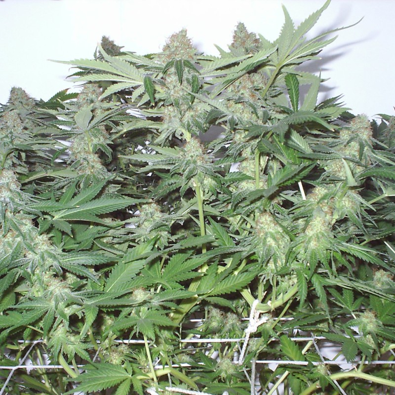 White Widow feminised Ganja Seeds - 4 насінини