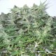 White Widow feminised Ganja Seeds - 4 насінини