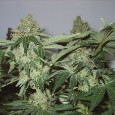 White Widow feminised Ganja Seeds