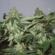 White Widow feminised Ganja Seeds - 4 насінини