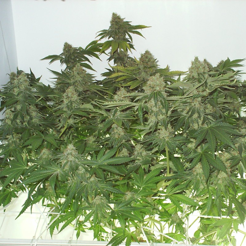 White Widow feminised Ganja Seeds - 4 насінини