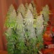 White Widow feminised Ganja Seeds - 4 насінини