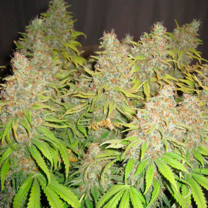 White Widow feminised Ganja Seeds - 4 насінини