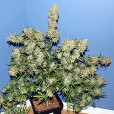 Thinker feminised Ganja Seeds
