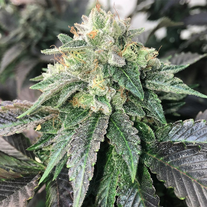 Spaceman Skunk feminised Ganja Seeds - 477 насінин