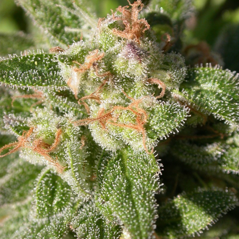 Fruity Trips feminised Ganja Seeds