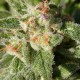 Fruity Trips feminised Ganja Seeds