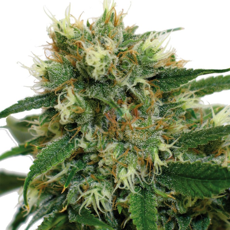 Fruity Trips feminised Ganja Seeds