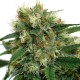 Fruity Trips feminised Ganja Seeds