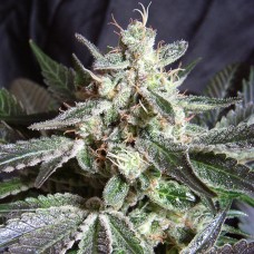 Black Jack feminised GanjaLiveSeeds