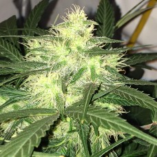 Auto AK-77V feminised Victory Seeds
