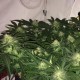 Auto AK-77V feminised Victory Seeds - 5 насінин