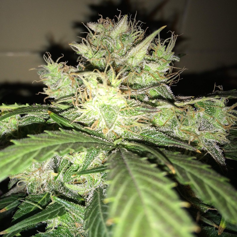 Auto AK-77V feminised Victory Seeds - 5 насінин