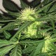 Auto AK-77V feminised Victory Seeds - 5 насінин