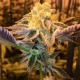 Girl Scout Cookies feminised Ganja Seeds - 2 насінини
