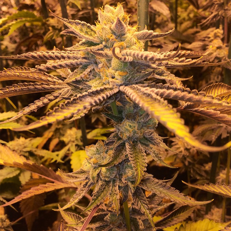 Girl Scout Cookies feminised Ganja Seeds - 2 насінини