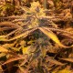 Girl Scout Cookies feminised Ganja Seeds - 2 насінини