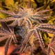 Girl Scout Cookies feminised Ganja Seeds - 2 насінини