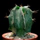 Astrophytum ornatum MIX
