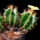 Astrophytum ornatum MIX