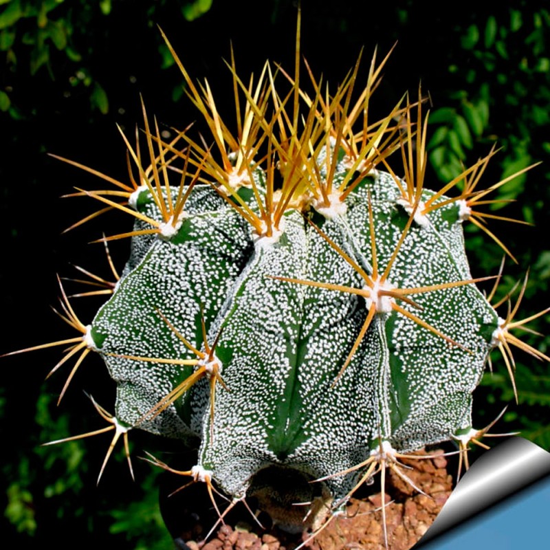 Astrophytum ornatum MIX