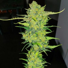Auto Super Lemon Haze feminised GanjaLiveSeeds