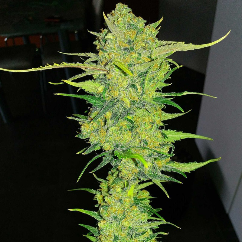 Auto Super Lemon Haze feminised GanjaLiveSeeds