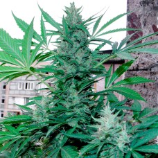 Green Poison feminised GanjaLiveSeeds