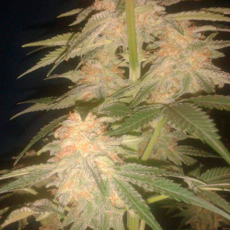Green Poison feminised GanjaLiveSeeds