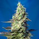 Green Poison feminised GanjaLiveSeeds