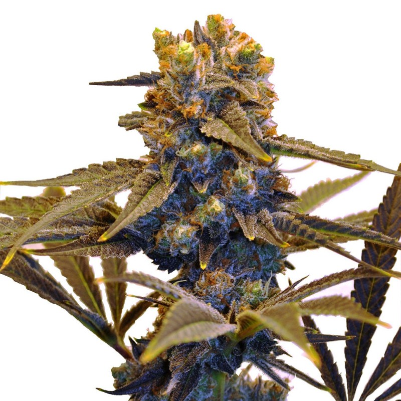 Auto New York Diesel feminised Ganja Seeds - 4 насінини
