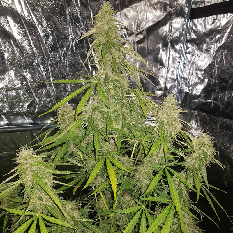 Auto New York Diesel feminised Ganja Seeds - 4 насінини