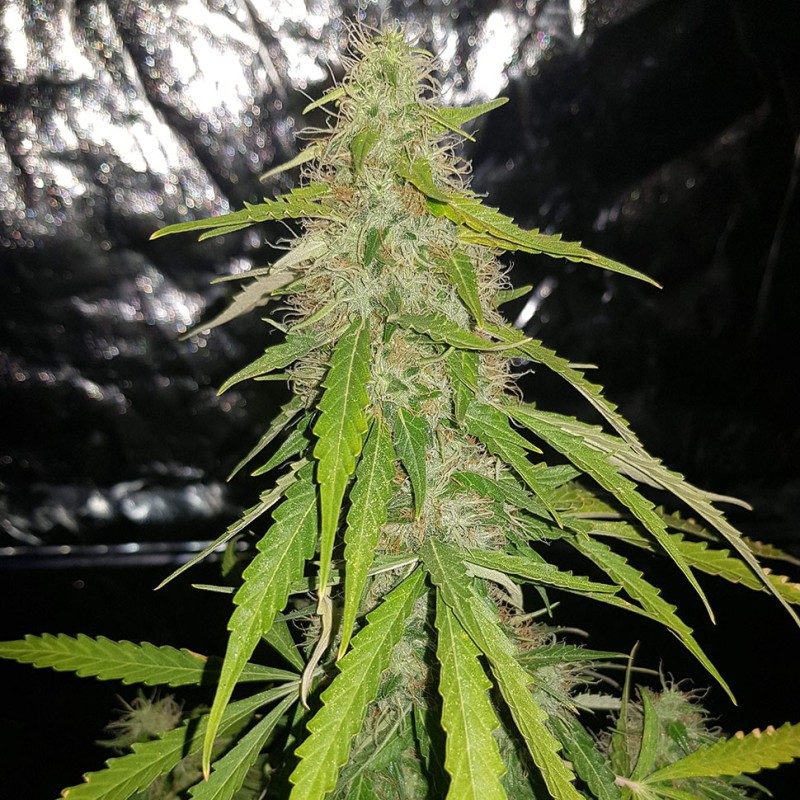 Auto New York Diesel feminised Ganja Seeds - 4 насінини
