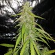 Auto New York Diesel feminised Ganja Seeds - 4 насінини