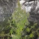 Auto New York Diesel feminised Ganja Seeds - 4 насінини