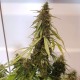 Auto New York Diesel feminised Ganja Seeds - 4 насінини