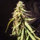 Auto New York Diesel feminised Ganja Seeds - 4 насінини