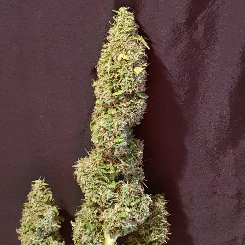 Auto New York Diesel feminised Ganja Seeds - 4 насінини