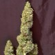 Auto New York Diesel feminised Ganja Seeds - 4 насінини