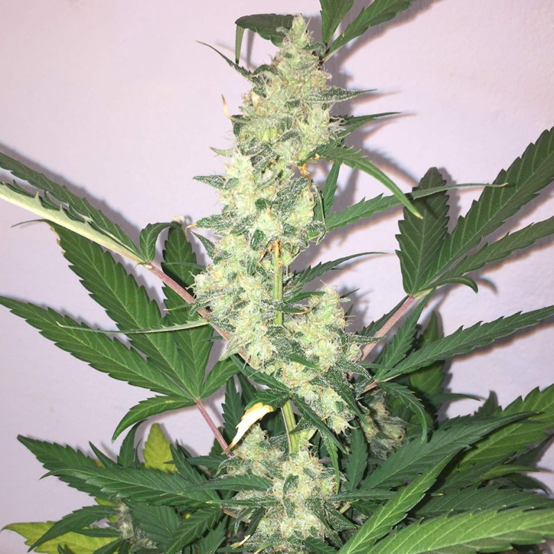 Auto New York Diesel feminised Ganja Seeds - 4 насінини