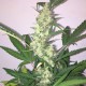 Auto New York Diesel feminised Ganja Seeds - 4 насінини